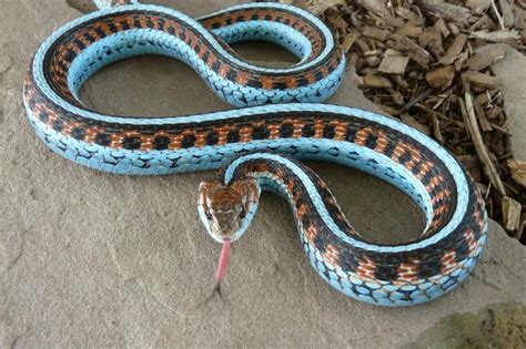 The San Francisco Garter Snake (Thamnophis sirtalis tetrataenia) is a ...