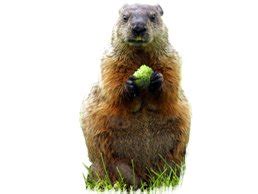 Marmot vs. Groundhog: What Is the Difference?