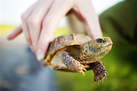 How to Care for a Land Turtle? - Turtlean