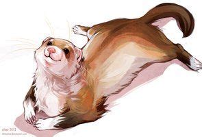 deviantART | Ferret, Cute ferrets, Art