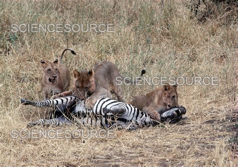 Lions Killing Zebra | Stock Image - Science Source Images