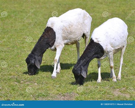 13 Somali Sheep Photos - Free & Royalty-Free Stock Photos from Dreamstime