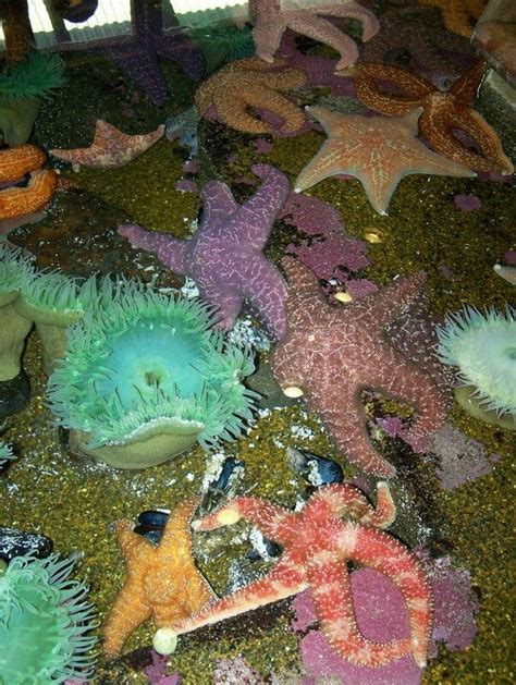 Didn't know starfish came in so many colors