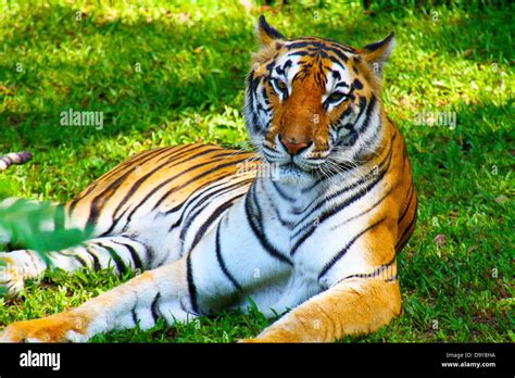 Female Javanese tiger resting in the Jambatan Buaya safari park in Java ...