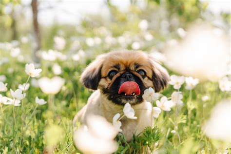 Top 11 Pekingese Breeders In The US