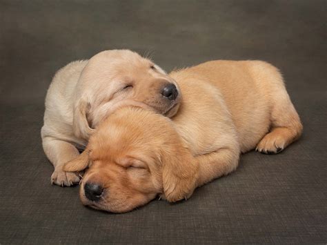 photographing-labrador-puppies-in-the-studio-fast-asleep-and-cuddling ...