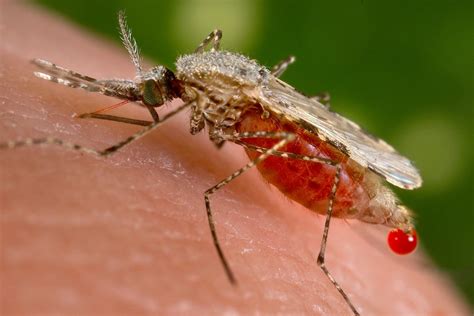 Mosquitoes: The Science Behind the Pests - JSTOR Daily