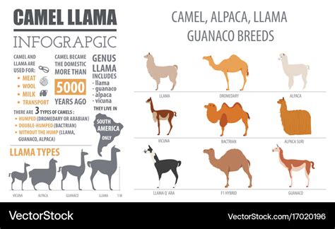 Camel llama guanaco alpaca breeds infographic Vector Image