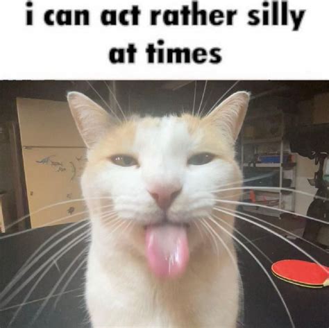 "I Can Act Rather Silly at Times" | BLEHHHHH :P Cat | Silly cats ...