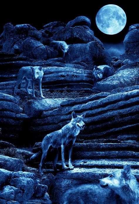 Blue Moon Wolf Pack Photograph by Mal Bray