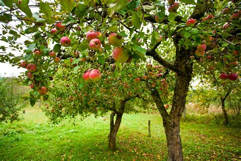 How Much Space Do You Need Between Fruit Trees? - Complete Landscaping