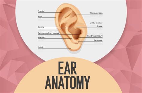 Ear Anatomy: Understanding the Outer, Middle, and Inner Parts of the Ear