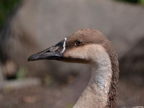 The Online Zoo - Swan Goose