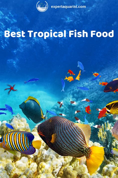 Best Tropical Fish Food & Feeding Guide - Expert Aquarist