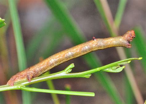 Looper Caterpillars in Subfamily Oenochrominae