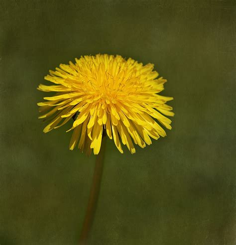 Free photo: Yellow Dandelion - Bloom, Blooming, Dandelion - Free ...