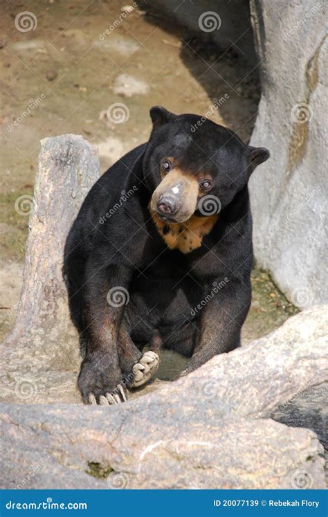 Sun Bear / Honey Bear stock image. Image of ground, gassy - 20077139