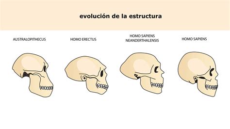 Importancia del Australopithecus