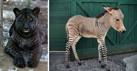 18 Hybrid Animals That Are Hard To Believe Actually Exist | Bored Panda