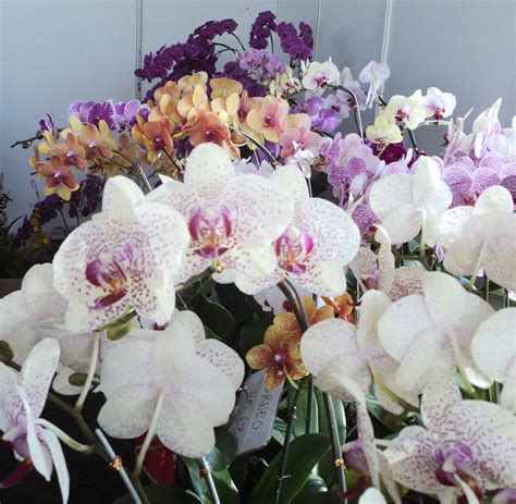 4 da Love of Orchids: Phalaenopsis hybrids