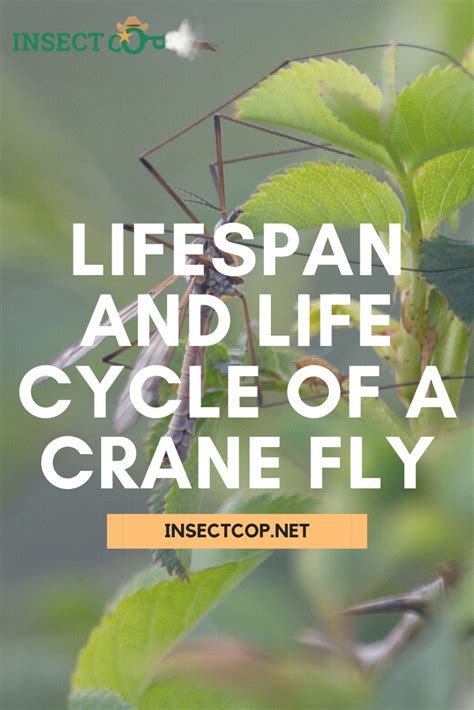 Lifespan and Life Cycle of a Crane Fly | INSECT COP in 2021 | Crane fly ...