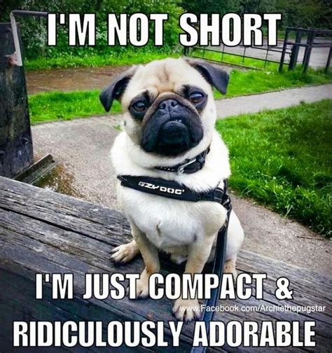 Pin by Pam M on dog's | Pugs funny, Pug memes, Funny dog memes