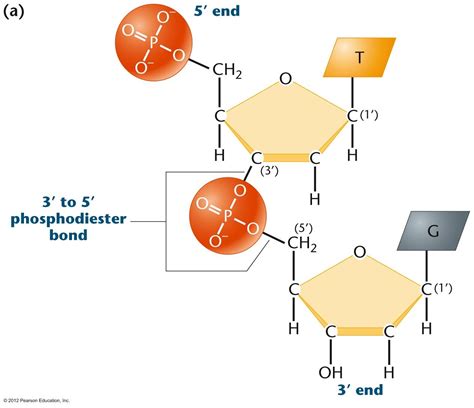 Pin by Betty on Quimica | Molecular biology, Pearson education, Biology