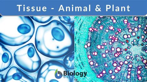 Tissue - Definition and Examples - Biology Online Dictionary