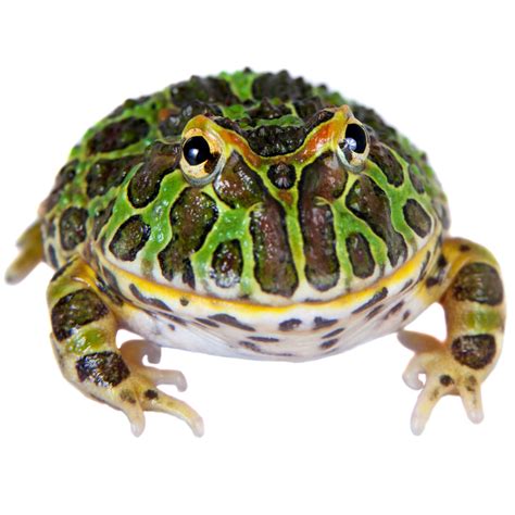 Pacman Frogs for Sale | Ceratophrys cranwelli | Petco