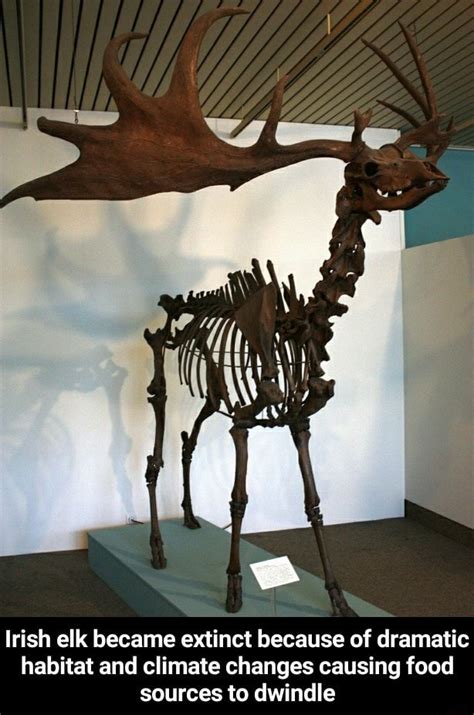 Irish elk became extinct because of dramatic habitat and climate ...