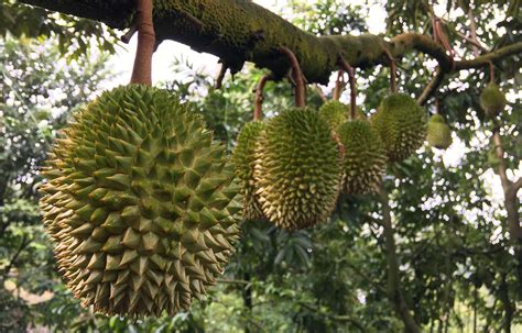 Durian Grower's Tips - Agroharta Fertilizer Sdn. Bhd.