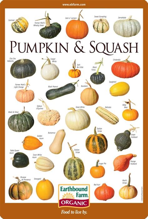 How to identify & choose the right pumpkin or winter squash - gardenstead