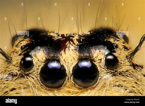 Jumping Spider (Salticidae) eyes, native worldwide Stock Photo - Alamy