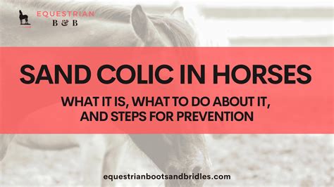 A Guide to Sand Colic in Horses (Prevention & Treatment) – Equestrian ...