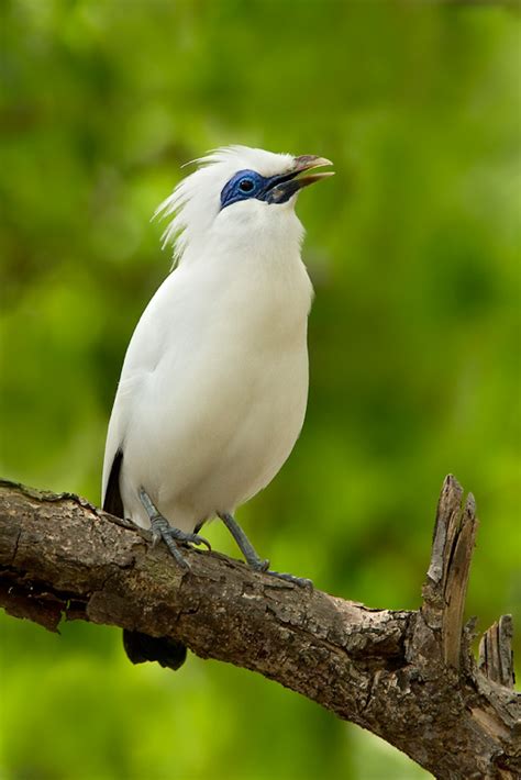 Kicau Burung: Burung Jalak Bali