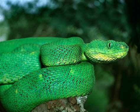 Venomous snake in Africa - Jim Zuckerman photography & photo tours