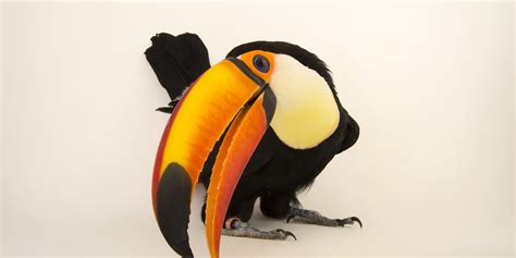 Toco Toucan Habitat