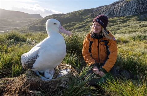 A scientist, a wandering albatross, and its chick; South Georgia Island ...