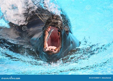 Sea Lion Catching A Fish In Aquarium Royalty Free Stock Images - Image ...