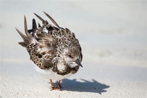 Ruddy Turnstone | Audubon Field Guide