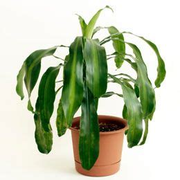 A Quick Guide to Corn Houseplant Propagation By Cane Cuttings | Corn ...