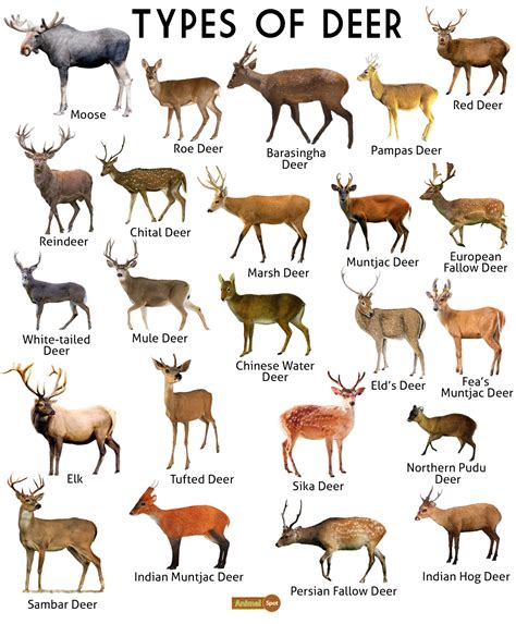 Deer Facts, Types, Diet, Reproduction, Classification, Pictures