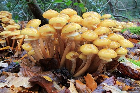 Honey Fungus (Armillaria Mellea) Identification