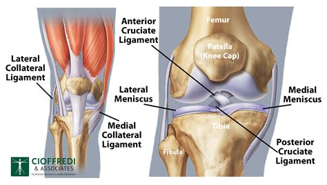 Knee Joint Overview – Cioffredi & Associates