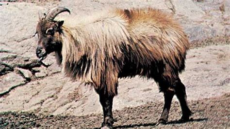 Himalayan tahr | mammal | Britannica