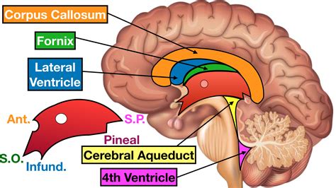 Ventricles Of The Brain: Labeled Anatomy, Function, CSF, 58% OFF