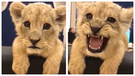 Watch: Baby lion tries to roar | Amazing But True - Times of India Videos