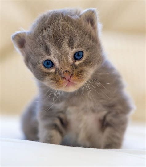 Kitten | Most beautiful cat breeds, Cats, Cute animals