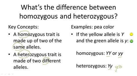 Homozygous v. Heterozygous - YouTube