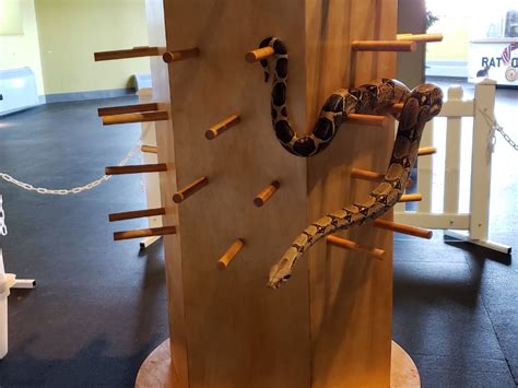 Our snakes love this new climbing structure we built for them | Snake ...